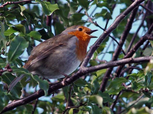 new-robin-singing