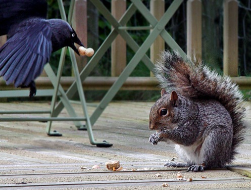 squirrel-and-jackdaw